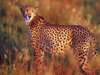HillsNek Safaris - Wildlife 